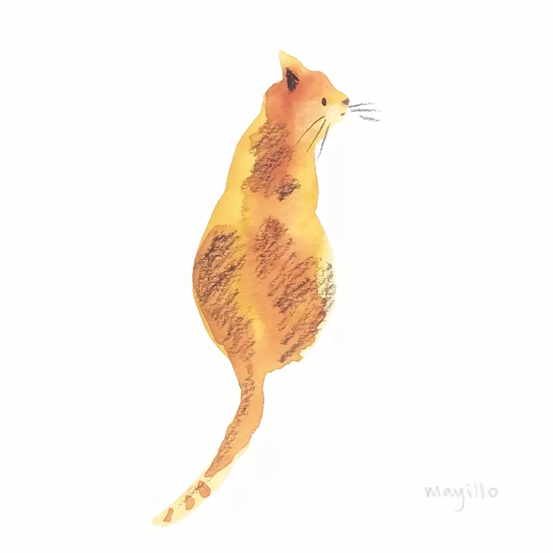 Cat sketch watercolor and color pencil
