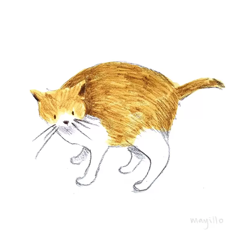 Cat sketch watercolor marker and color pencil